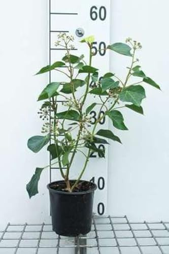 Hedera helix 'Arborescens' - Strauch-Efeu Arborescens 20-25 cm Container