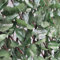 BPIL Artificial Maple Leaf Ivy on Willow Trellis Privacy Screen Expandable - 1 x 2 m,Expandable Privacy Screening Panel for Gardens, Balcony and Terraces