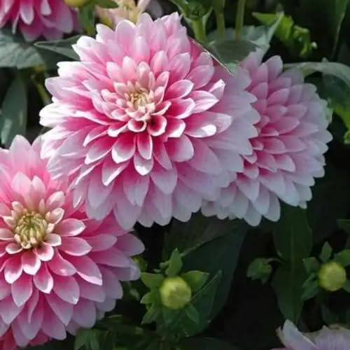 Bulbi di dalia Bulbi di dalia gigante Tubero della dalia dalia fiore