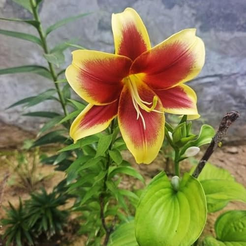 Lilium martagon zwiebeln,Winterharte,Lilien im topf,lilie riesen,lilien deko,lilien zwiebeln forever susan,lilie,duft lilien,lilien knollen,lilien zwiebeln winterhart mehrjährig.-2 zwiebeln-C