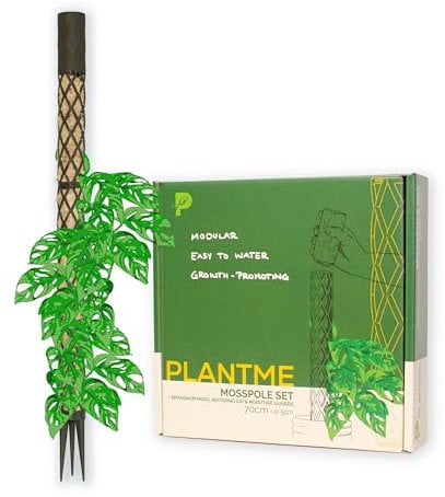 PlantMe Set di bastoncini per muschio Midi, per piante rampicanti, per piante rampicanti, edera, asta muschiata, supporto per piante, piante da appartamento, filodendro (verde-grigio, 70 cm)