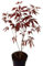 Planta Acer Palmatum Atropurpureum, 20-30 cm. Arce japonés de hojas púrpuras, ornamental, pequeño, ideal para jardines y bonsáis. Segura Garden.