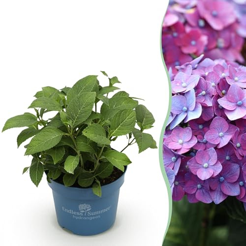 Hydrangea Endles Summer Love Lila - Hortensie - Winterhart - Lila - 20-25cm - Ø14cm - Gartenpflanze