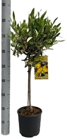 Olivenbaum – Olea Europaea – Zimmer- & Terrassenpflanze – Ø19cm – 90cm hoch – Mediterraner Stammbaum mit Kugelkrone – Für drinnen & draußen