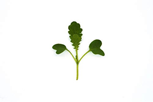 Portal Cool Microgreens - Feuilles bébé - Wasabina moutarde améliorée - 10 grammes Graines