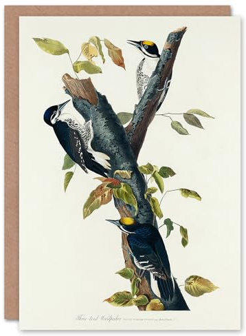 Artery8 John James Audubon Art Card Three Toed Woodpecker