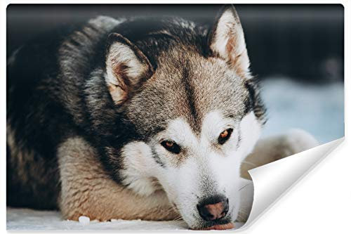 Muralo Non-Woven Photo Wallpaper 208 x 146 cm Living Room Dog Malamut Husky 3D Modern Wallpaper Bedroom Wall Picture Wall Wallpaper XXL Width 208 cm x Height 146 cm