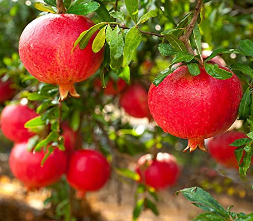 Granatapfel `Crimson Sky´, Punica granatum, 30-60cm im 3,5 Liter Topf