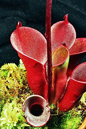 Heliamphora pulchella ~ Incredibile Hairy Pianta carnivora ~ estremamente raro 3 Semi ~