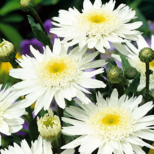 Sommermargerite 'Wirral Supreme' (Leucanthemum x superbum) - 1 Pflanze