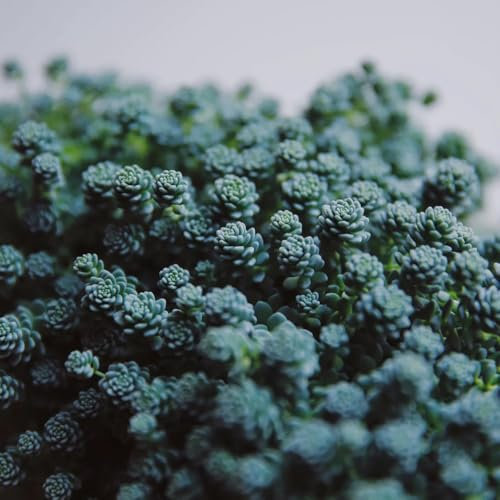 100 Pc Semillas De Sedum De Alfombra - Semillas De Pradera, Regalo De Jardín, Plantas De Sombra Semillas De Sedum, Semillas De Pradera De Flores, Plantas De Jardín De Rocas Resistentes