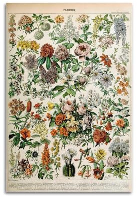 Vintage-Poster – Botanische Illustration, Referenztabelle, Waldpflanzenbilder, Kunst, Leinwand, Malerei, Dekor, Wanddruck, Foto, Zuhause, moderne Dekoration, 50 x 75 cm