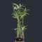 Pseudosasa japonica 100cm von Intragarten - Pfeilbambus im Topf