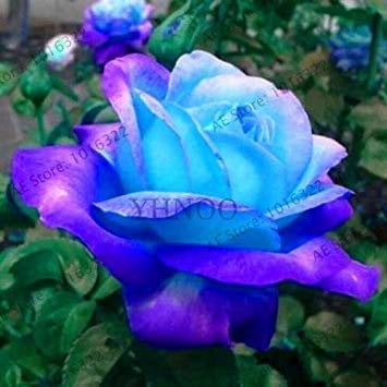 Potseed . New 2018!100 pcs/Bag Rare Rose Plant Black Rose Flower with Red Edge Flower Flores for Home Garden Flowers plantas pla: 11