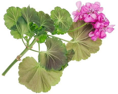 65 pcs geranien samen hängend - flower seeds bonsai topf wildblumenwiese saatgut mehrjährig geranie,Pelargonium hortorum, bodendecker winterhart wildblumensamen blumenwiese samen pflanzenkübel