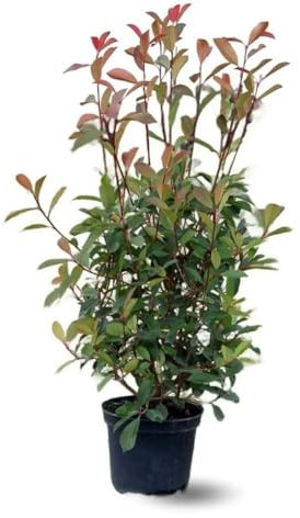 Attitude Jardin - Photinia red robin - fraseri - plantes de haies - 100-120 cm - ⌀ 22 cm - plante d'extérieur