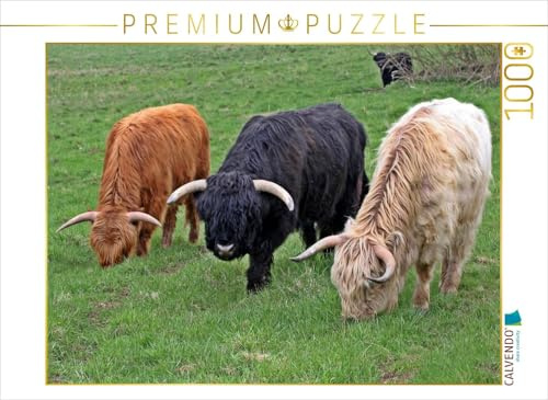 CALVENDO Puzzle Schottische Hochlandrinder in DREI Farben | 1000 Teile Lege-Größe 64 x 48 cm Foto-Puzzle für glückliche Stunden