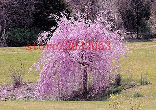 20 Sakura semi di albero semi fontana pianto ciliegio giapponese, semi di albero bonsai per giardino domestico di DIY Albero Nano