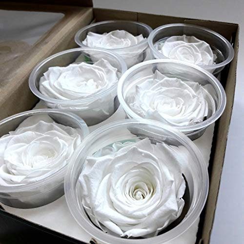 Roses éternelles blanches ou roses stabilisées vendues par 6