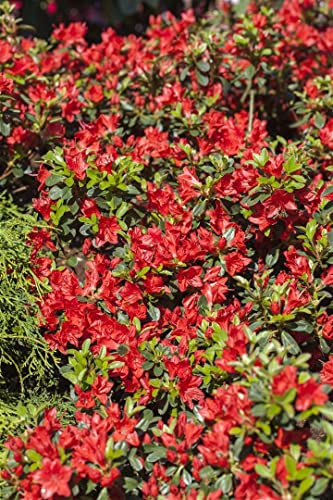 Rhododendron obtusum 'Juliette' 15-20 cm - Azalee, rosa Blüten, Blütezeit April-Mai, ideal für Kübel und Rabatten, winterhart und pflegeleicht