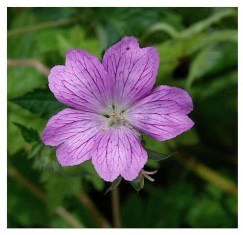 Stauden Gänge 100 x Geranium endressii Pyrenäen Storchschnabel winterhart | Winterharter Bodendecker für Sonne bis Halbschatten, Blüte Mai bis Oktober, mehrjährig, 9x9 cm Topf