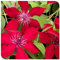 Clematis Bulbs/Hardy Purificante Air Magic Park Decoration-10 lampadine