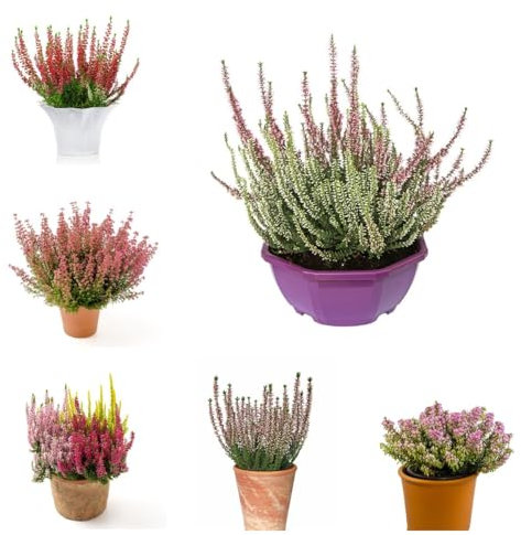 100 Pcs Heidekraut Winterhart Samen, Bonsai Samen, Steingartenpflanzen Winterhart, Kräutergarten Geschenk, Calluna Vulgaris, Dachbegrünung Bodendecker Pflanzen Winterhart Wildblumensamen