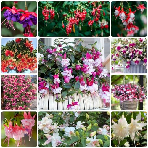 500 Pcs Fuchsien Samen Stehend, Garten Geschenk, Blumenwiese Herbstaussaat (Fuchsia Hybrida) Wildblumensamen Herbstaussaat, Seltene Pflanzen Blumenmischung Blumenwiese Samen