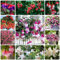 500 Pcs Fuchsien Samen Stehend, Garten Geschenk, Blumenwiese Herbstaussaat (Fuchsia Hybrida) Wildblumensamen Herbstaussaat, Seltene Pflanzen Blumenmischung Blumenwiese Samen