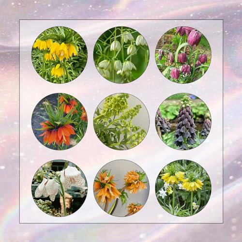 20 Pcs Fritillaria Kaiserkronen - Zwiebeln, Blumenzwiebel, Balkonpflanzen Kaiserkronen Knollen, Kaiserkrone Zwiebel Kaufen, Blumen Pflanzen, Gartenblumen Deko Blumen, Topfpflanzen