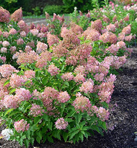 Rispenhortensie Early Sensation 125-150cm - Hydrangea paniculata - lebende Gartenpflanze aus den Baumschulen