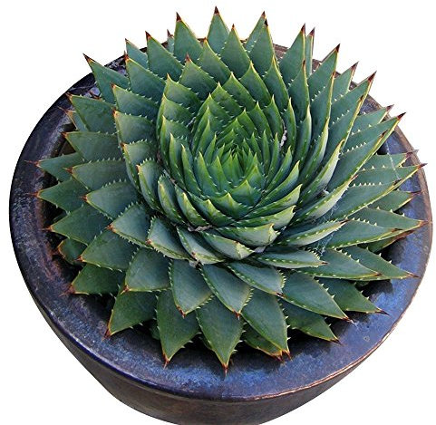 Rosepoem 100 unids/bolsa Raras Cactus Verde Semillas Variedad Exótica Floración Cactus de Color Raras Cactus Aloe Semilla Oficina Planta Suculenta Siembra