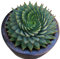 Rosepoem 100 pz / borsa Rare Aloe Seme Ufficio Pianta Succulente Piantare