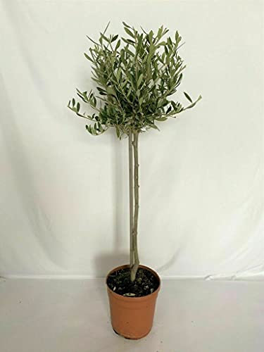 Pianta di ULIVO OLIVO ORNAMENTALE BONSAI a palla in vaso 21 cm altezza 80/100 cm Foto reale AMDGarden