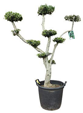 Tropictrees - Olivenbaum - Pon Pon - stammumfang 25/30cm - Bonsai - Olea Europea