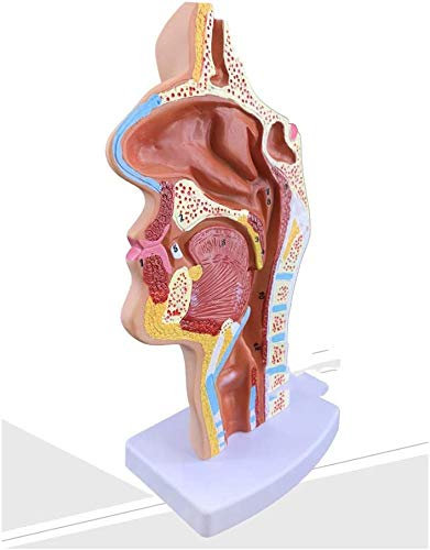 Hohlraummodell Der Nasenhöhle Modell Der Nasen LARP 1: 1 Modell Von Oral Throat Anatomische Lehrmodell Auf