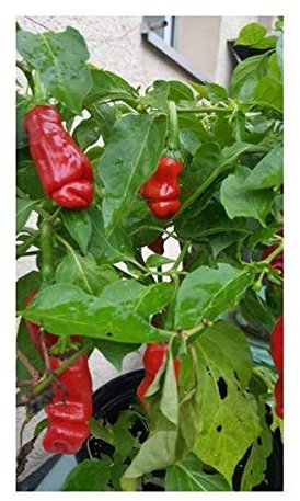 Stk - 5x Peter Pepper Red Chili Garten Gemüse Pflanzen - Samen PW208 - Seeds & Plants Shop by Ipsa