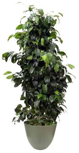I GIARDINI DI GIULIA - Ficus benjamina Ø22 cm H100 cm – Pianta da Interno Sempreverde & Purificatrice d’Aria, Resistente e Slanciata | Coprivaso in Plastica Riciclata (Verde rosamrino)