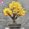 5pcs Ginkgo biloba Gingko Ginkgobaum Samen Nüsse Bonsai-Baum aus Samen Pflanzentopf für Hausgarten Balkon Hof angebaut