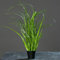mucplants Chinaschilf Kunstgras, 45cm, im schwarzen Topf/Kunstpflanze/künstliches Gras für Zimmer-, Büro-, Gaststätten- oder Messedekoration
