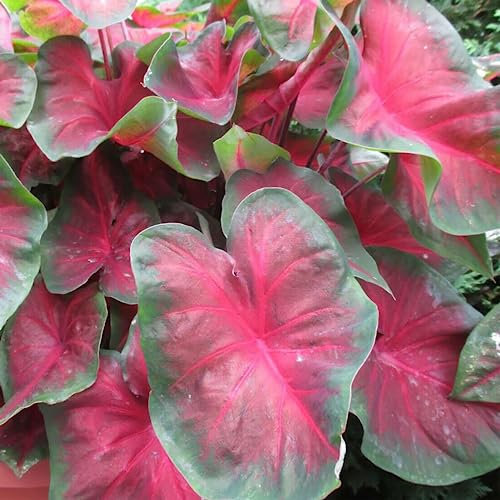 TOYHEART 100 Stück Premium Blumensamen, Caladium Vent Seeds Großes Blatt Mix Farbe Zier Rustikale Caladium Vent Seeds Für Zuhause 3