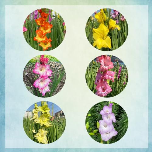 2 pcs gladiolen zwiebeln mix, Gladiolus, nachhaltige geschenke, pflanzen deko gladiolen knollen flowers decoration, zimmerpflanzen garten blumen, zwiebelblumen blumen pflanzen, gartenblumen