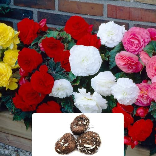 3 Begonia Non-Stop Mix – Stunning, Easy-to-Grow Double Blooms in Vibrant Colours – Perfect for a Beautiful Garden – Adapted for UK Climate