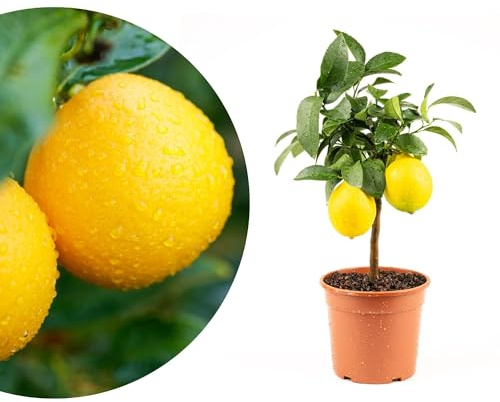 Meine Orangerie Mini-Zitruspflanze im Ø15 cm Topf – Calamondin, Kumquat, Chinotto, Zitrone u.v.m. – Höhe inkl. Topf ca. 40–50 cm – Mediterranes Flair für Balkon & Wohnung (Meyer Zitrone)