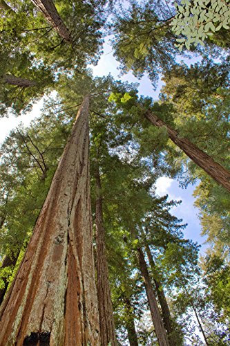 40 semi Sequoia gigante Sequoiadendron Giganteum Sierra Redwood Tree
