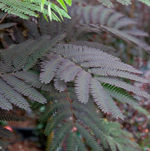 Hochstamm Seidenakazie Summer Chocolate - Schlafbaum 80-100cm - Albizia julibrissin - Gartenpflanze