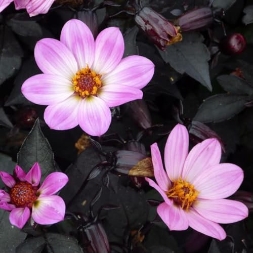 Dahlia 'Happy Days Pink' - Dwarf Variety with Striking Purple Foliage, Ideal for Pots and Small Gardens - RHS Award Winner – 1x 1 Litre Potted Plant by Thompson & Morgan