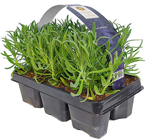 GardenersDream 6x Lavendel Pflanze Winterhart - Lavandula Angustifolia Set - Duftende Balkonpflanzen - Gartenpflanzen Paket für Beet & Kübel