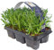 GardenersDream 6x Lavendel Pflanze Winterhart - Lavandula Angustifolia Set - Duftende Balkonpflanzen - Gartenpflanzen Paket für Beet & Kübel