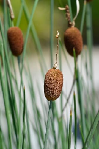 Lincolnshire Pond Plants Ltd - Marginal Aquatic Pond Plant - (Typha Minima) - 3Ltr Potted